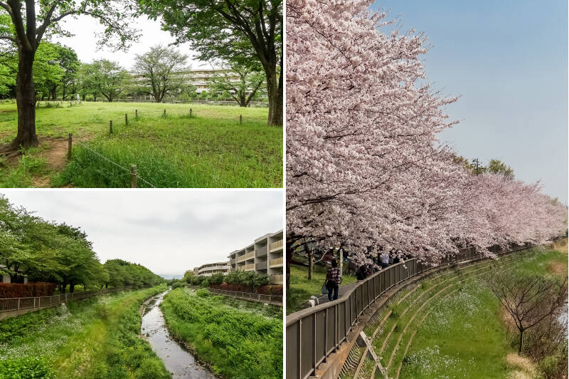 <b>左・</b>マンションの目の前には緑豊かな「野川緑地広場」が広がり、野川沿いには緑道が延びています。／<b>右・</b>春には桜がとてもきれいに咲き乱れますよ。