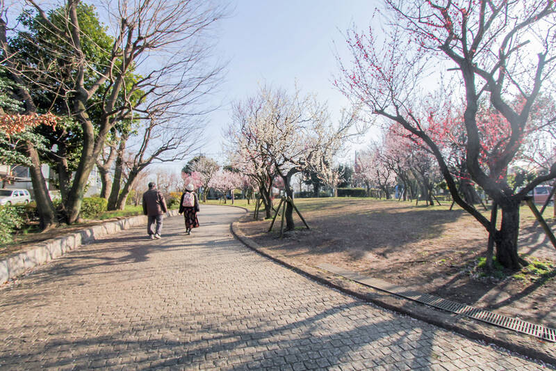 「羽根木公園」がお庭代わり。梅の花が香る季節も、新緑が揺れる季節も、散歩やピクニックを楽しみながら、気軽に自然を感じられますよ。（徒歩7分）<br>