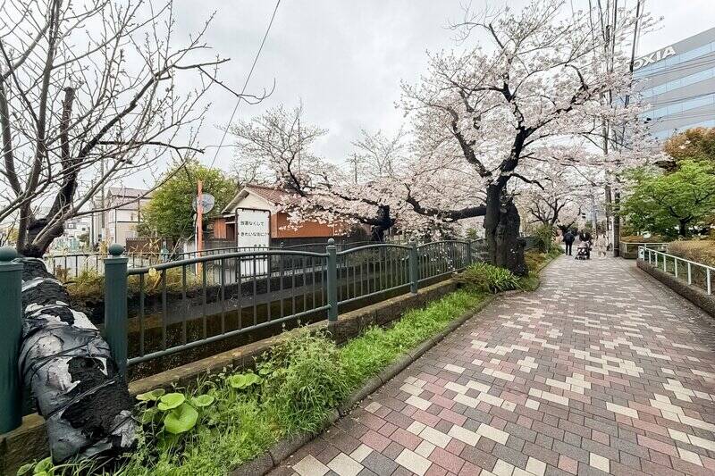 4月の取材時には、マンションの目の前に桜が咲いていたので、思わずパシャリ。駅までの間に少しだけ延びているプロムナードで、気持ちよく歩けますよ。