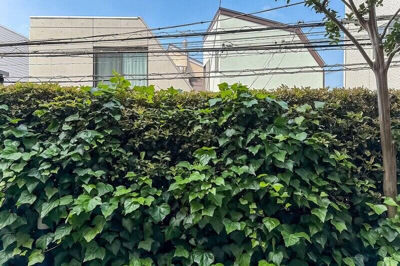 外観からも確認できた蔦と植栽が目の前に。細道を介して戸建て住宅が並んでいますが、窓が少なく視線を感じにくそうです。空が見え、日当たりを確保できている点もうれしいですね。