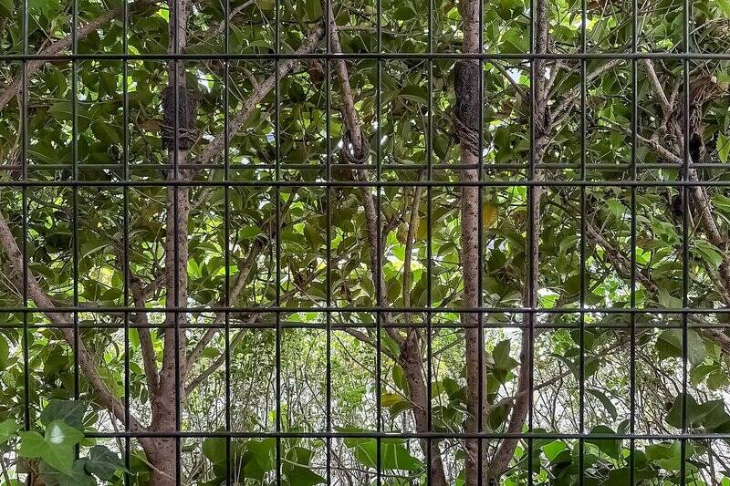 1階に所在する住戸ですが、植栽で覆われており、視界いっぱいのグリーンが!