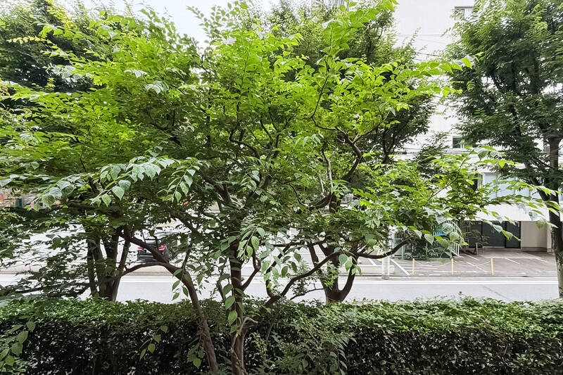 グランドレベルが上がっているため通行人と目が合うことはなさそうですし、車通りの騒々しさもあまり感じません。