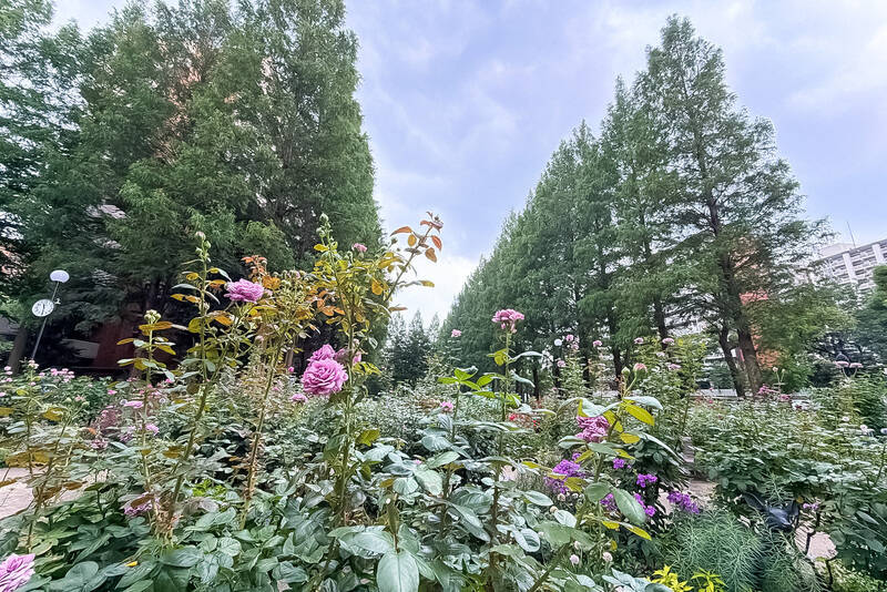 「光が丘IMA」のすぐ隣には、「四季の香公園」が。ハーブやマグノリアなどが植えられ、「四季の香ローズガーデン」（徒歩9分）では春と秋に色とりどりのバラが見頃を迎えます。散歩がてら、季節の移ろいを楽しめるスポットです。
