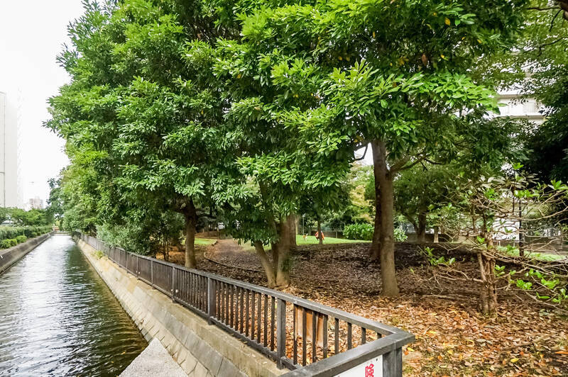 マンションは、全長約3.7kmにもなる都内最大の親水公園「仙台堀川公園」（徒歩1分）に面しています。気軽にお散歩を楽しめる緑豊かな場所がお隣にあるのは、うれしいですね♪<p><br></p><p>◾️面積：約10.4ヘクタール</p><p>◾️木場公園東端〜大島方面まで</p><p>◾️釣り堀／川遊びのできる施設あり</p>