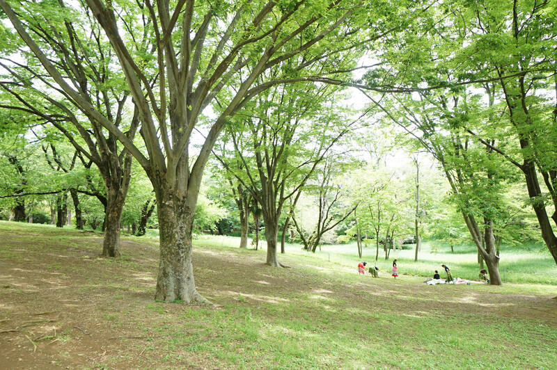 いつ何度訪れても、豊かな自然に癒される都心のオアシス「代々木公園」。<b>マンションからは徒歩9分</b>という贅沢な立地です。お散歩コースは、ここで決まり。