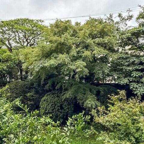 野沢ハイムの眺望・バルコニー写真