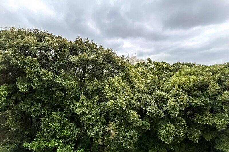 バルコニーに出てみると、正面に広がるのは「旧古河庭園」の豊かな緑！ 都心の環境ながら、いつでも自然を感じられるのはうれしい要素ですね♪