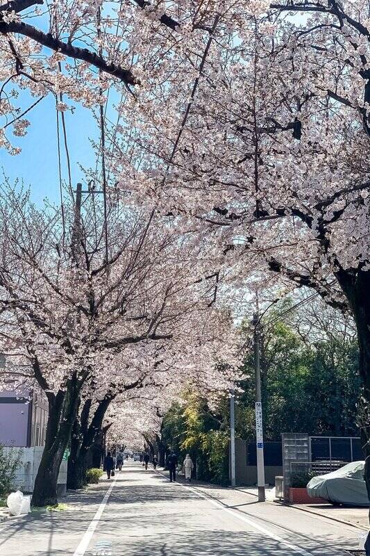 マンションから駅へ向かう道のりには、美しい桜並木が。